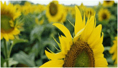 Sunflower Image